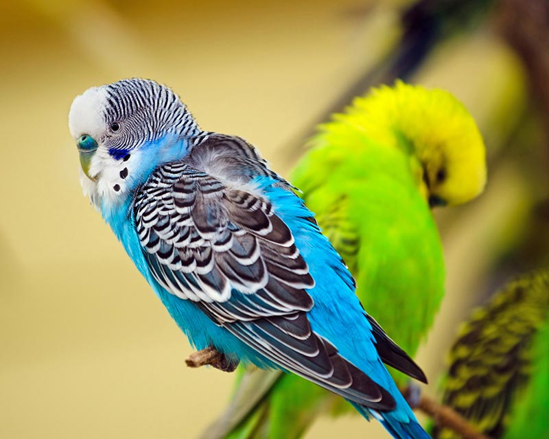 animal
