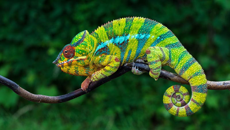 animal