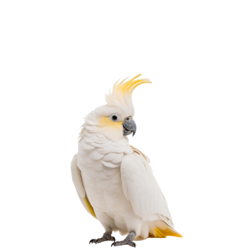 Oiseaux