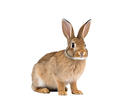 Lagomorphes