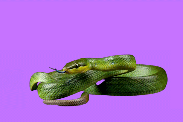 Reptiles