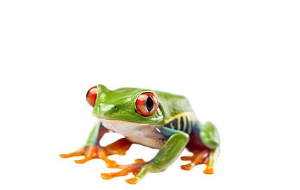 Amphibiens